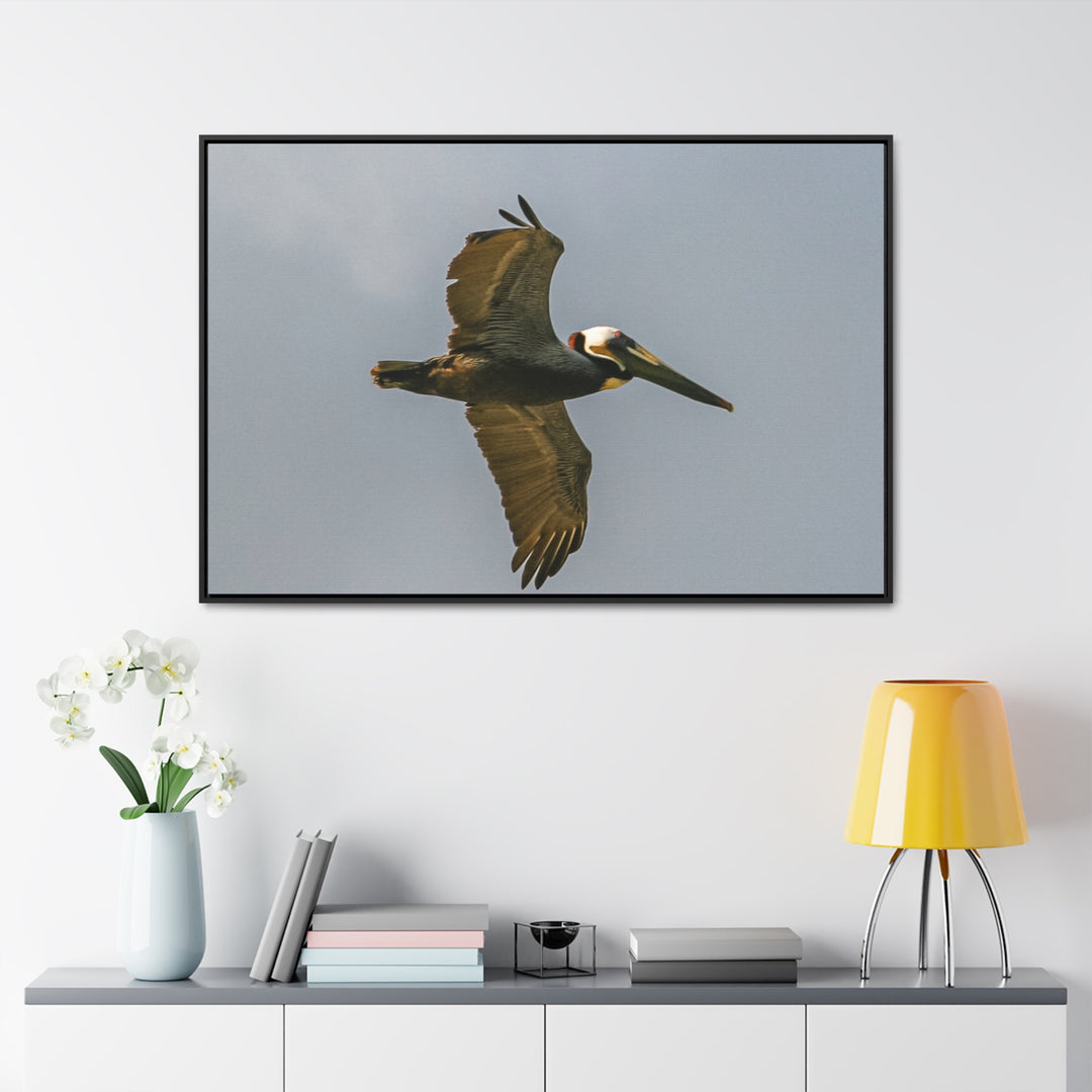 Pelican Flight - Gallery Canvas Wraps, Horizontal Frame