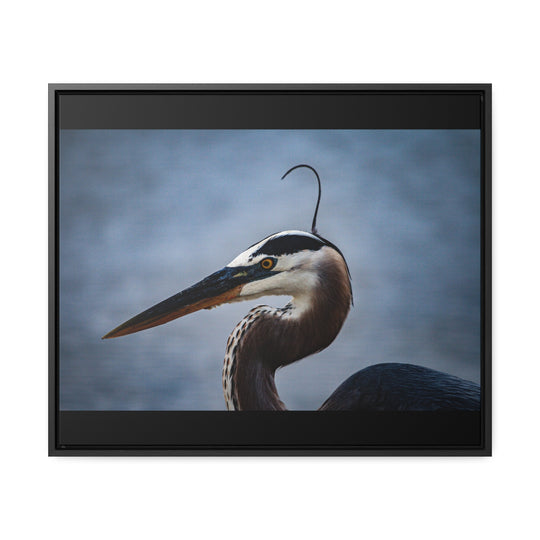 Great Blue Heron - Gallery Canvas Wraps, Horizontal Frame