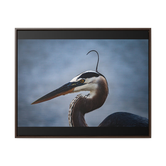 Great Blue Heron - Gallery Canvas Wraps, Horizontal Frame