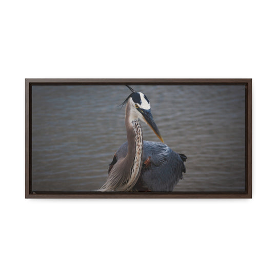 Great Blue Heron - Gallery Canvas Wraps, Horizontal Frame