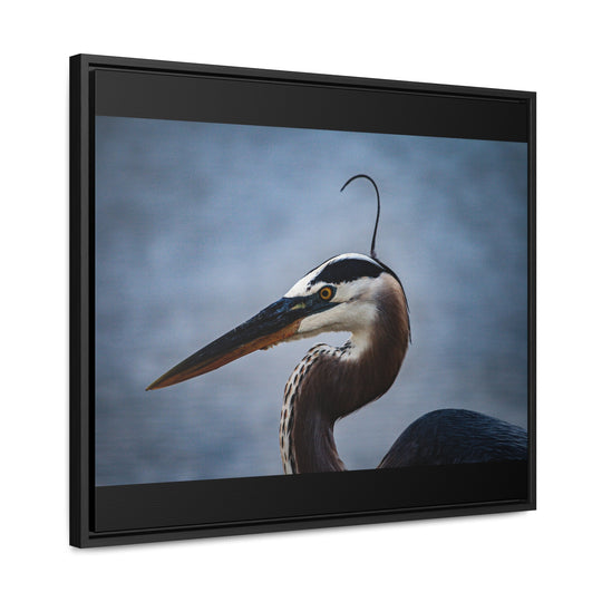 Great Blue Heron - Gallery Canvas Wraps, Horizontal Frame