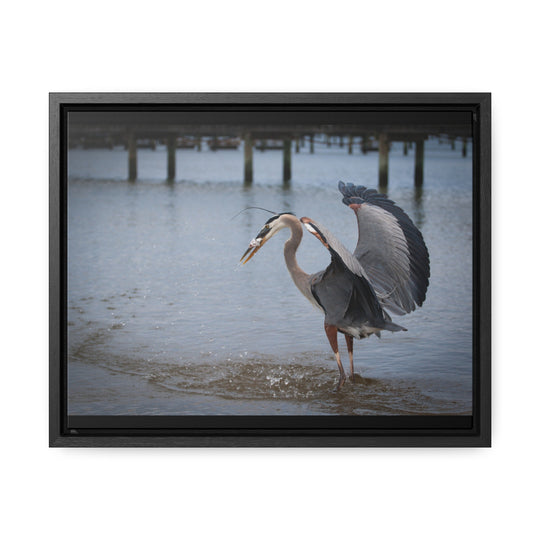 Great Blue Heron - Gallery Canvas Wraps, Horizontal Frame