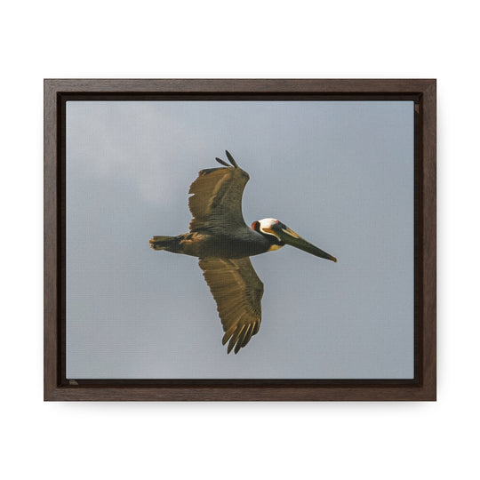 Pelican Flight - Gallery Canvas Wraps, Horizontal Frame