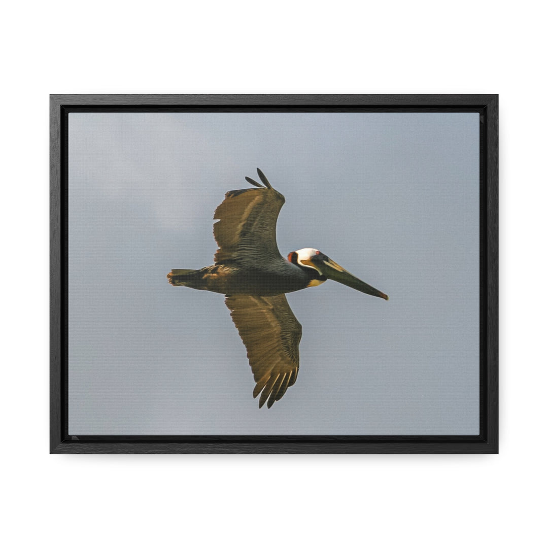 Pelican Flight - Gallery Canvas Wraps, Horizontal Frame