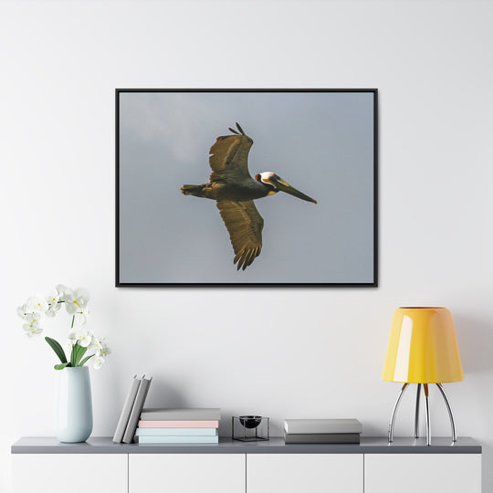 Pelican Flight - Gallery Canvas Wraps, Horizontal Frame