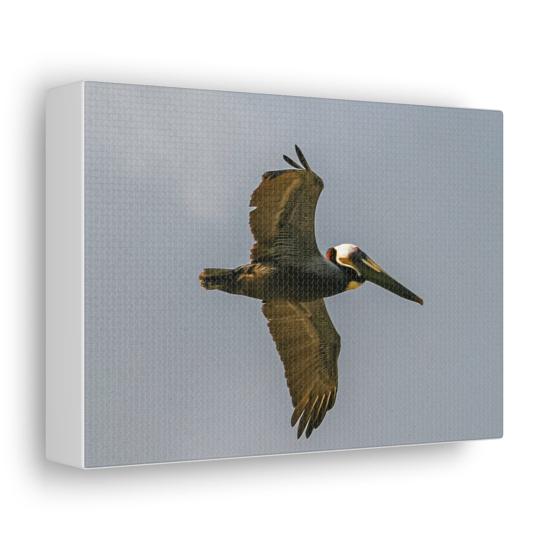 Pelican Canvas Gallery Wraps