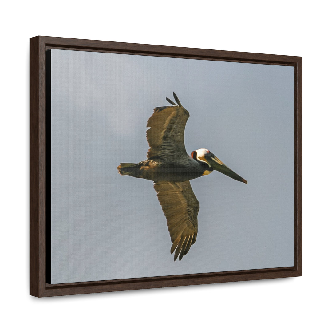 Pelican Flight - Gallery Canvas Wraps, Horizontal Frame