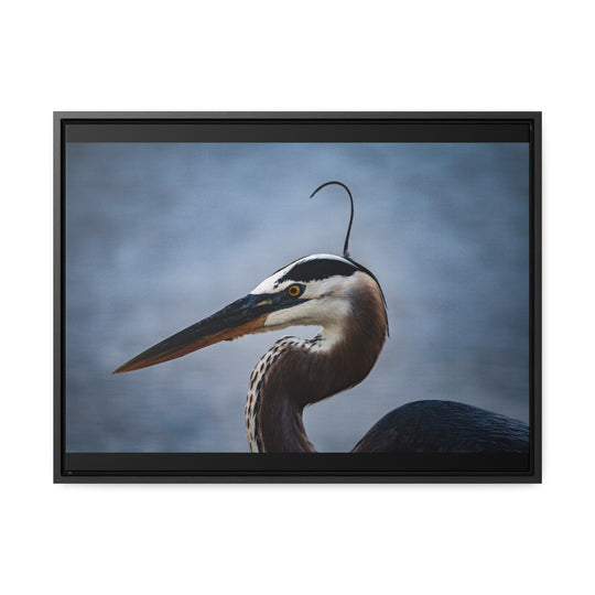 Great Blue Heron - Gallery Canvas Wraps, Horizontal Frame