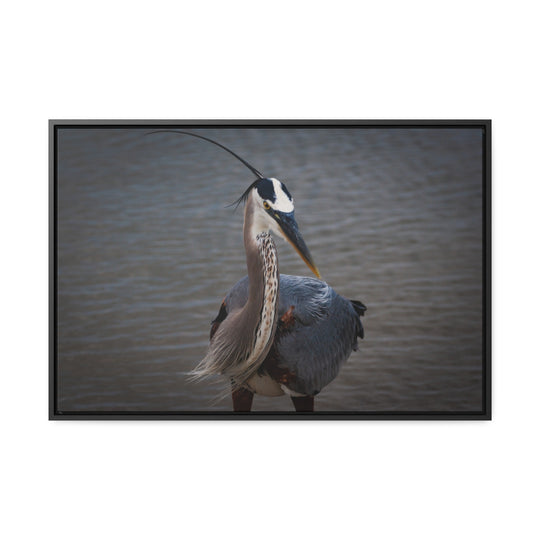 Great Blue Heron - Gallery Canvas Wraps, Horizontal Frame