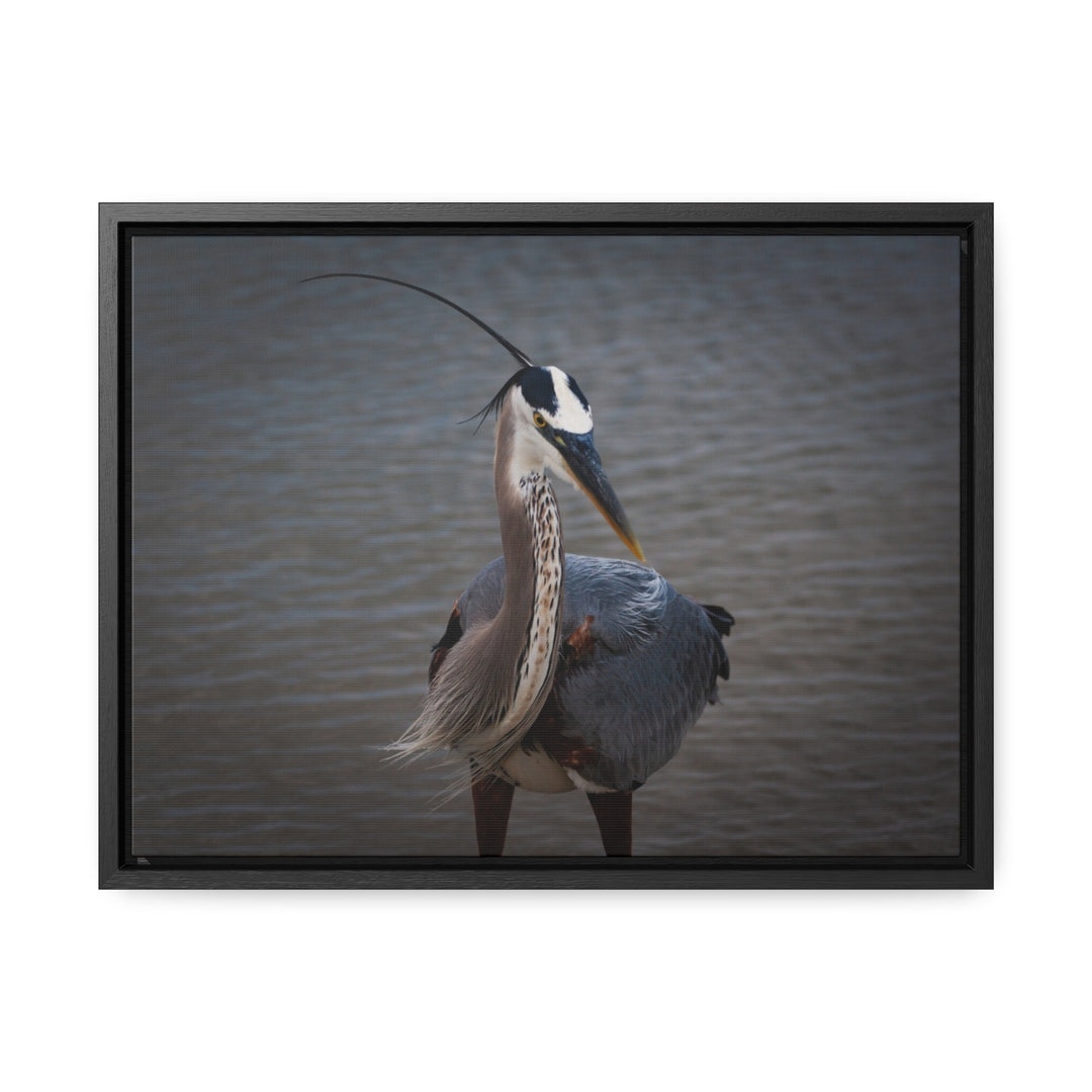 Great Blue Heron - Gallery Canvas Wraps, Horizontal Frame