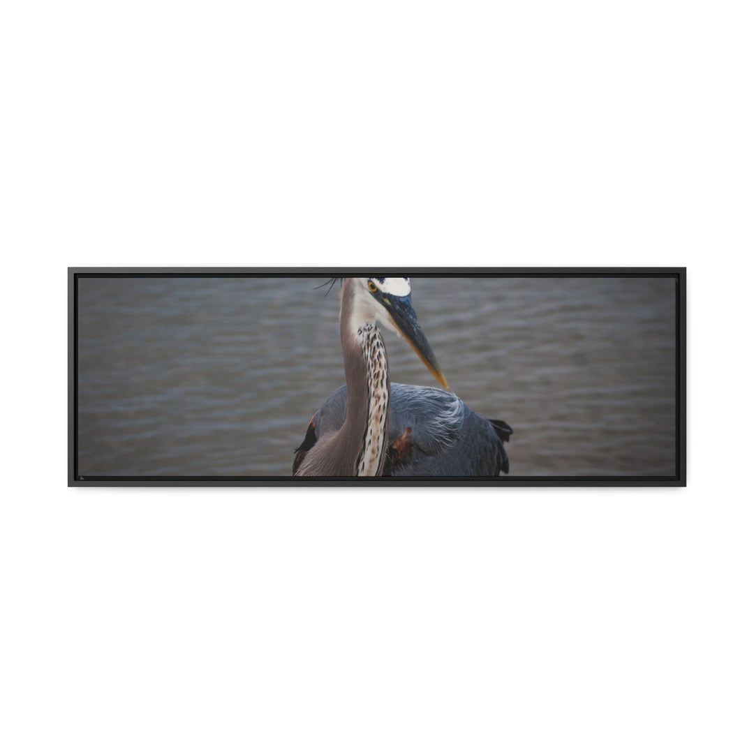 Great Blue Heron - Gallery Canvas Wraps, Horizontal Frame