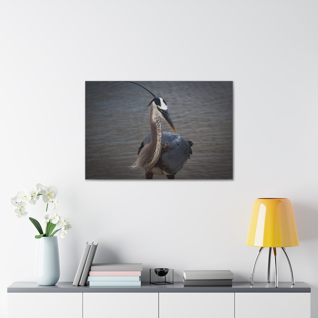 Great Blue Heron Canvas Gallery Wraps