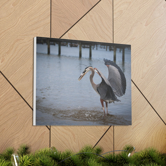 Great Blue Heron Canvas Gallery Wraps