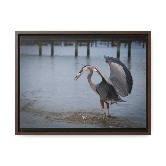 Great Blue Heron - Gallery Canvas Wraps, Horizontal Frame