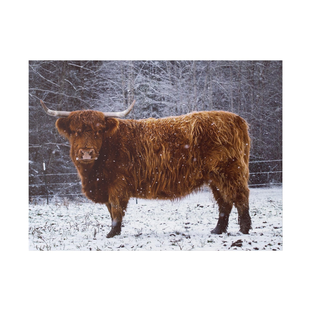 The Ruby Collection - Highland on Classic Stretched Canvas