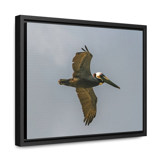 Pelican Flight - Gallery Canvas Wraps, Horizontal Frame