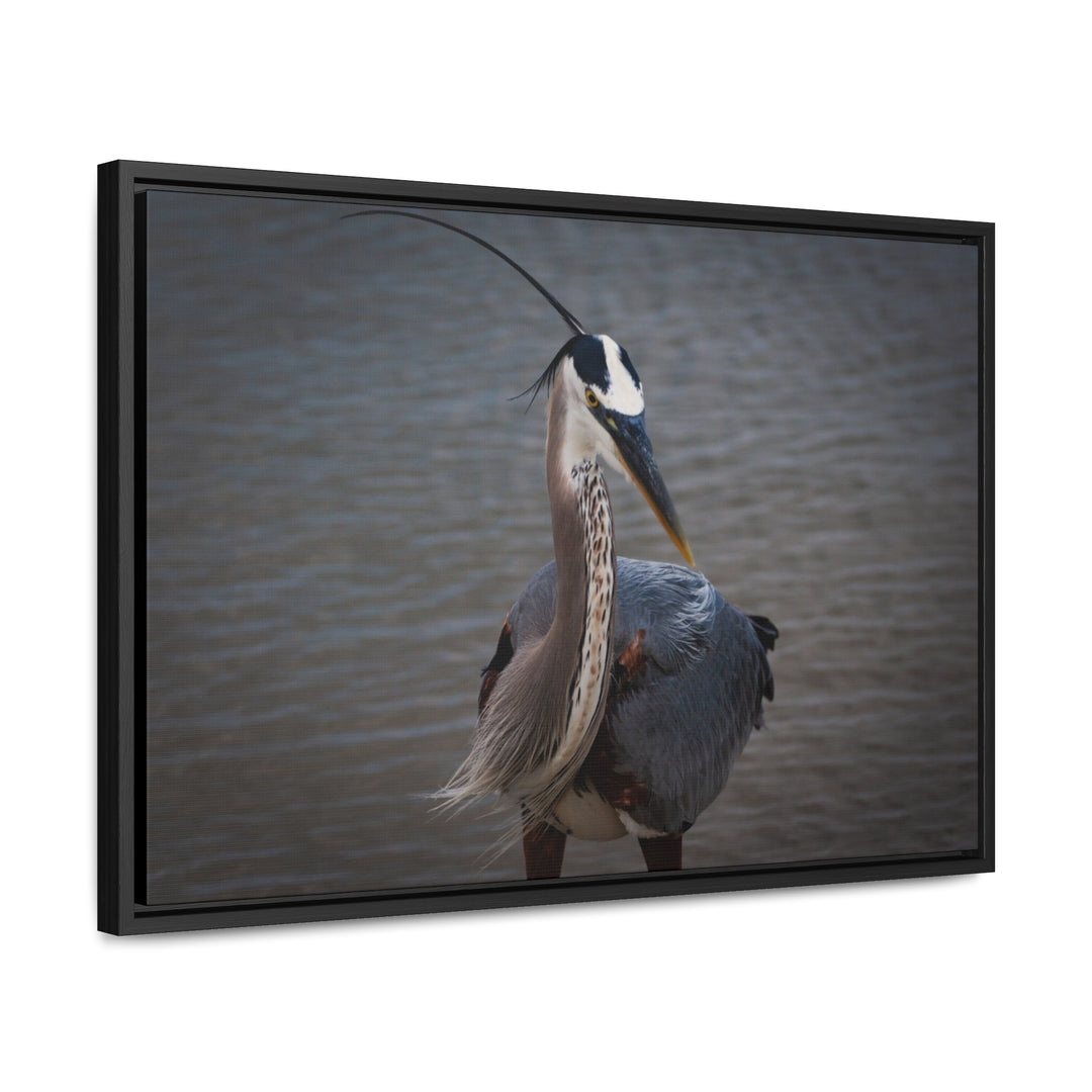 Great Blue Heron - Gallery Canvas Wraps, Horizontal Frame