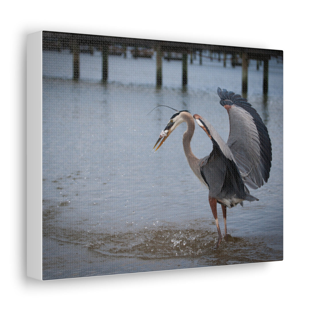 Great Blue Heron Canvas Gallery Wraps