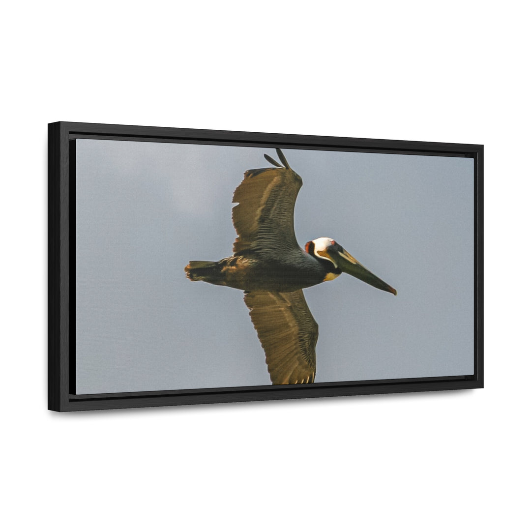 Pelican Flight - Gallery Canvas Wraps, Horizontal Frame