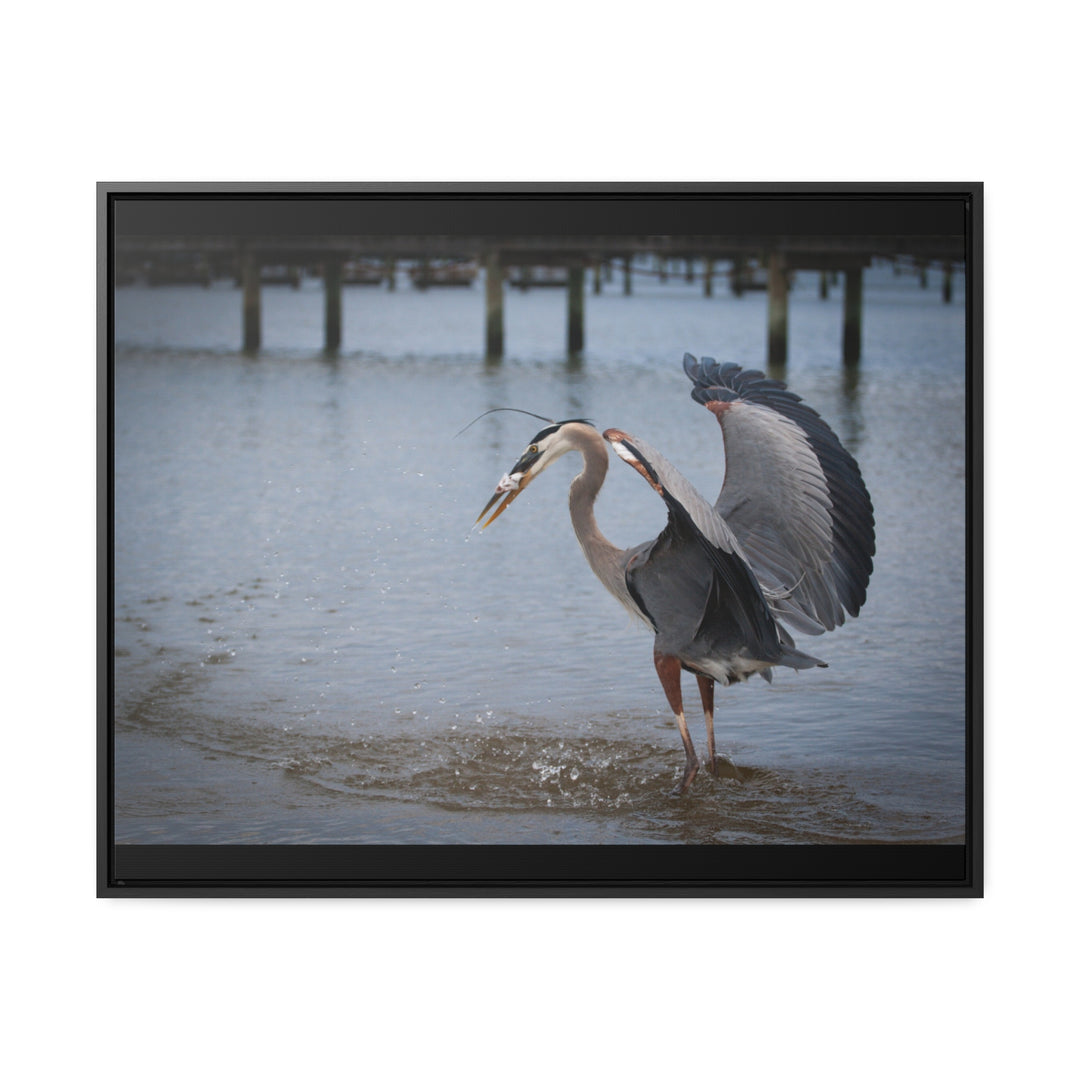 Great Blue Heron - Gallery Canvas Wraps, Horizontal Frame