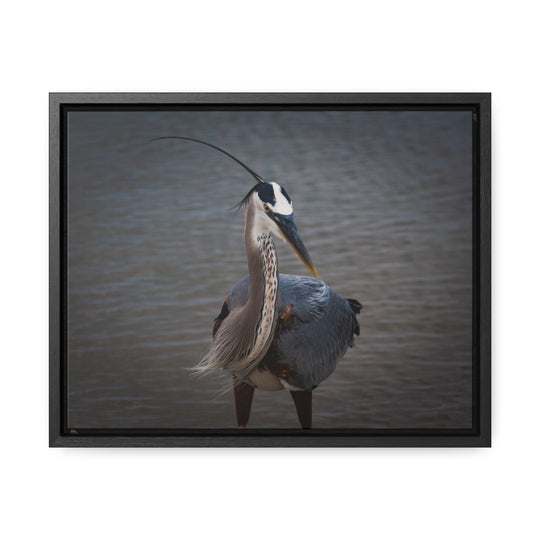 Great Blue Heron - Gallery Canvas Wraps, Horizontal Frame