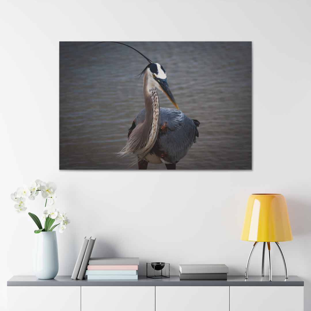 Great Blue Heron Canvas Gallery Wraps