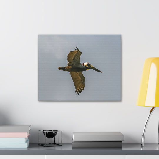 Pelican Canvas Gallery Wraps