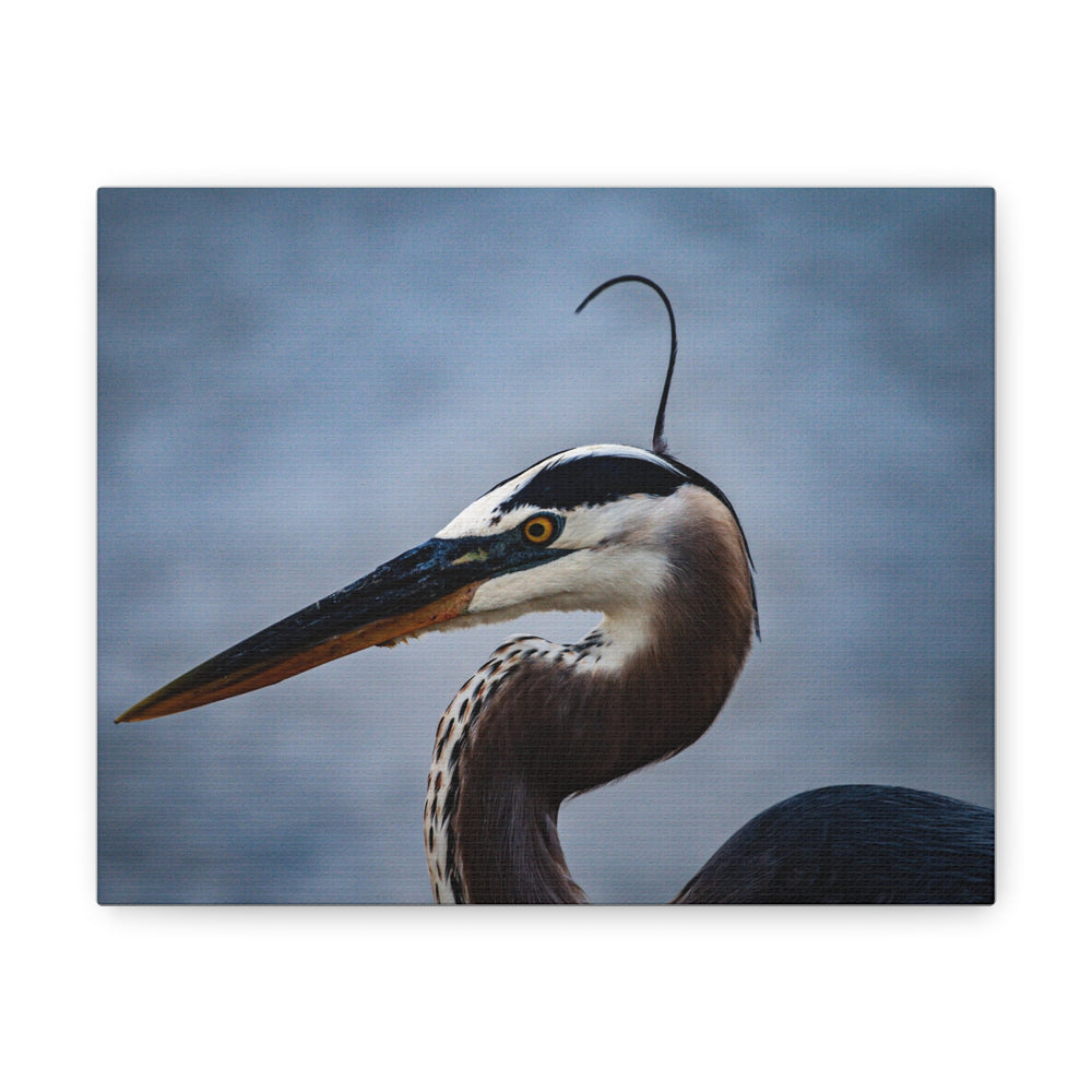 Great Blue Heron Canvas Gallery Wraps