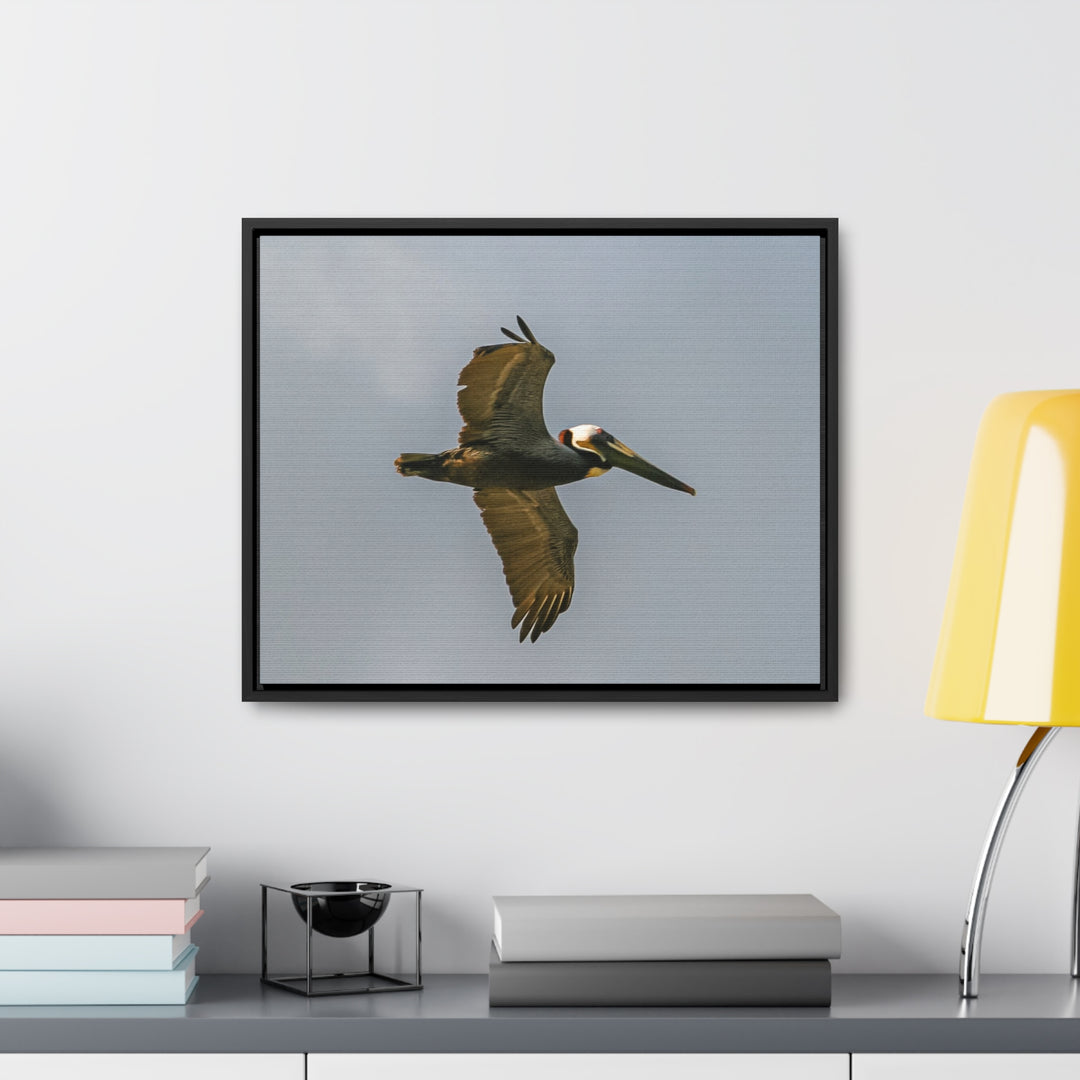 Pelican Flight - Gallery Canvas Wraps, Horizontal Frame