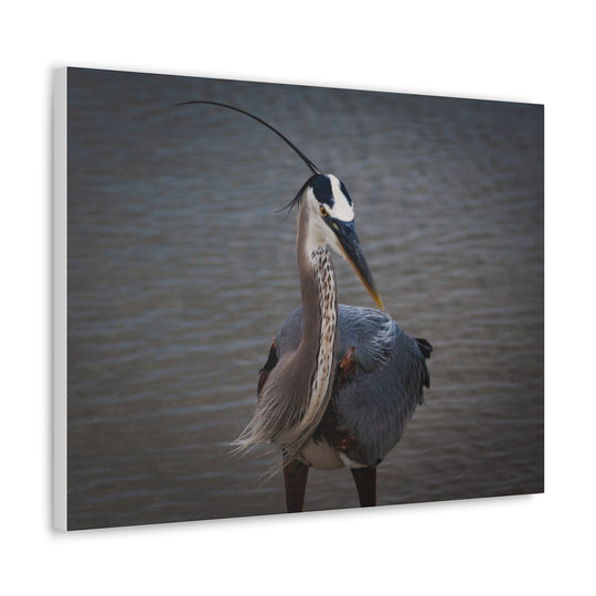 Great Blue Heron Canvas Gallery Wraps