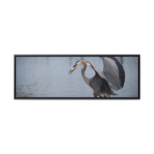 Great Blue Heron - Gallery Canvas Wraps, Horizontal Frame