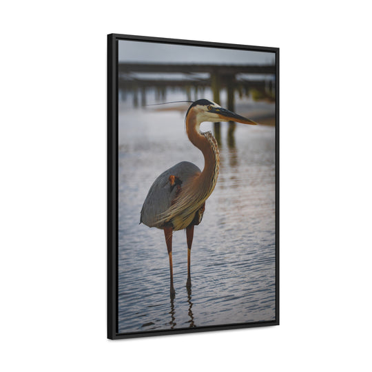 Great Blue Heron - Gallery Canvas Wraps, Vertical Frame