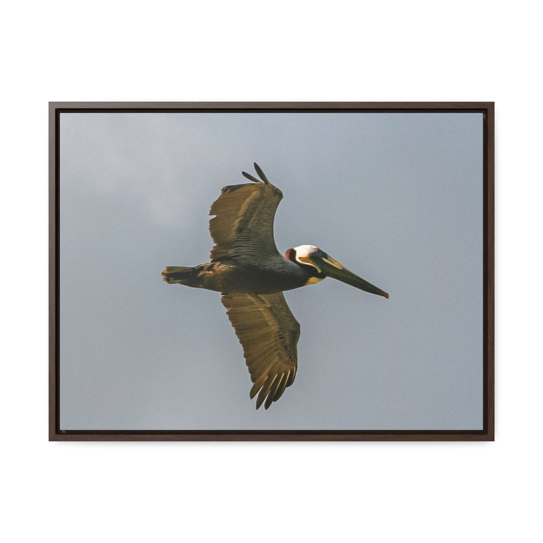 Pelican Flight - Gallery Canvas Wraps, Horizontal Frame