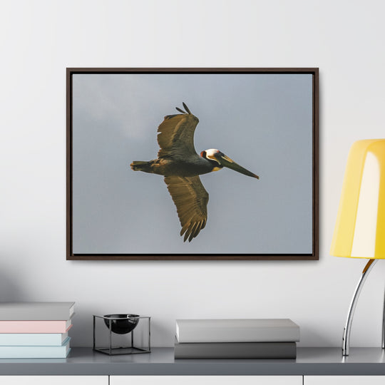 Pelican Flight - Gallery Canvas Wraps, Horizontal Frame