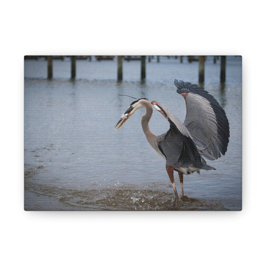 Great Blue Heron Canvas Gallery Wraps