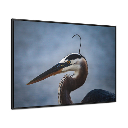 Great Blue Heron - Gallery Canvas Wraps, Horizontal Frame