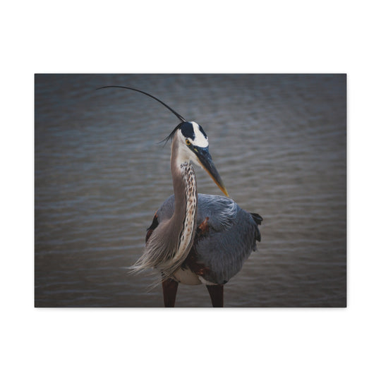 Great Blue Heron Canvas Gallery Wraps