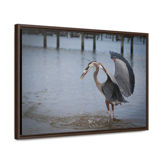 Great Blue Heron - Gallery Canvas Wraps, Horizontal Frame