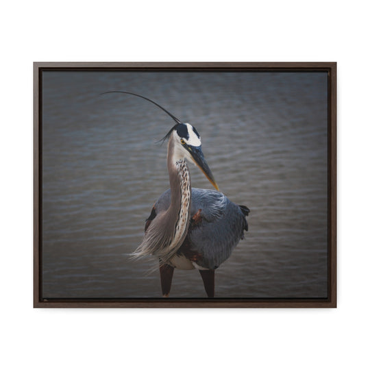 Great Blue Heron - Gallery Canvas Wraps, Horizontal Frame