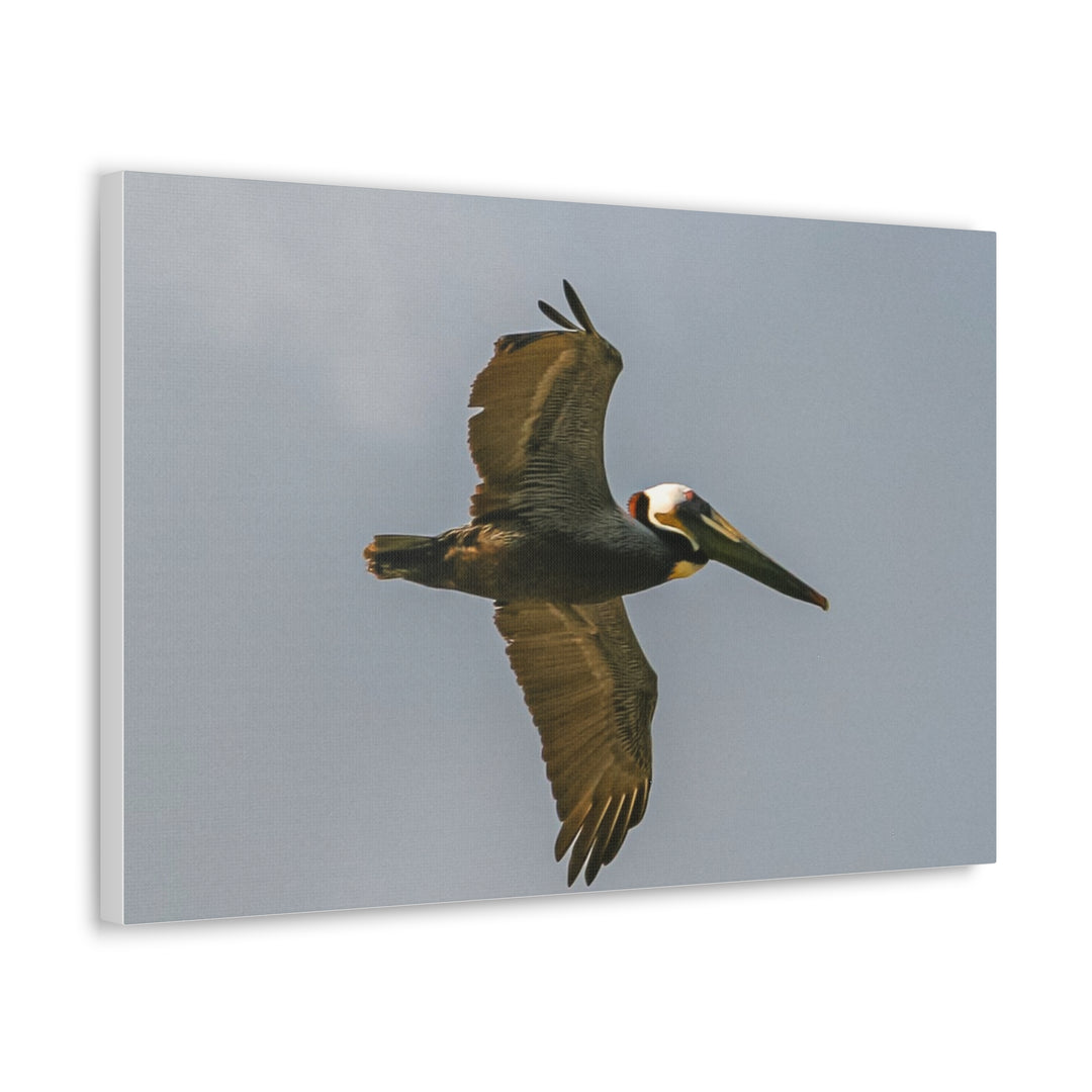 Pelican Canvas Gallery Wraps