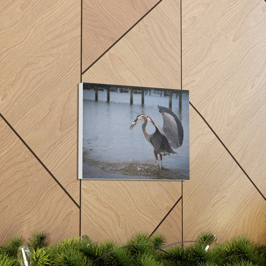 Great Blue Heron Canvas Gallery Wraps