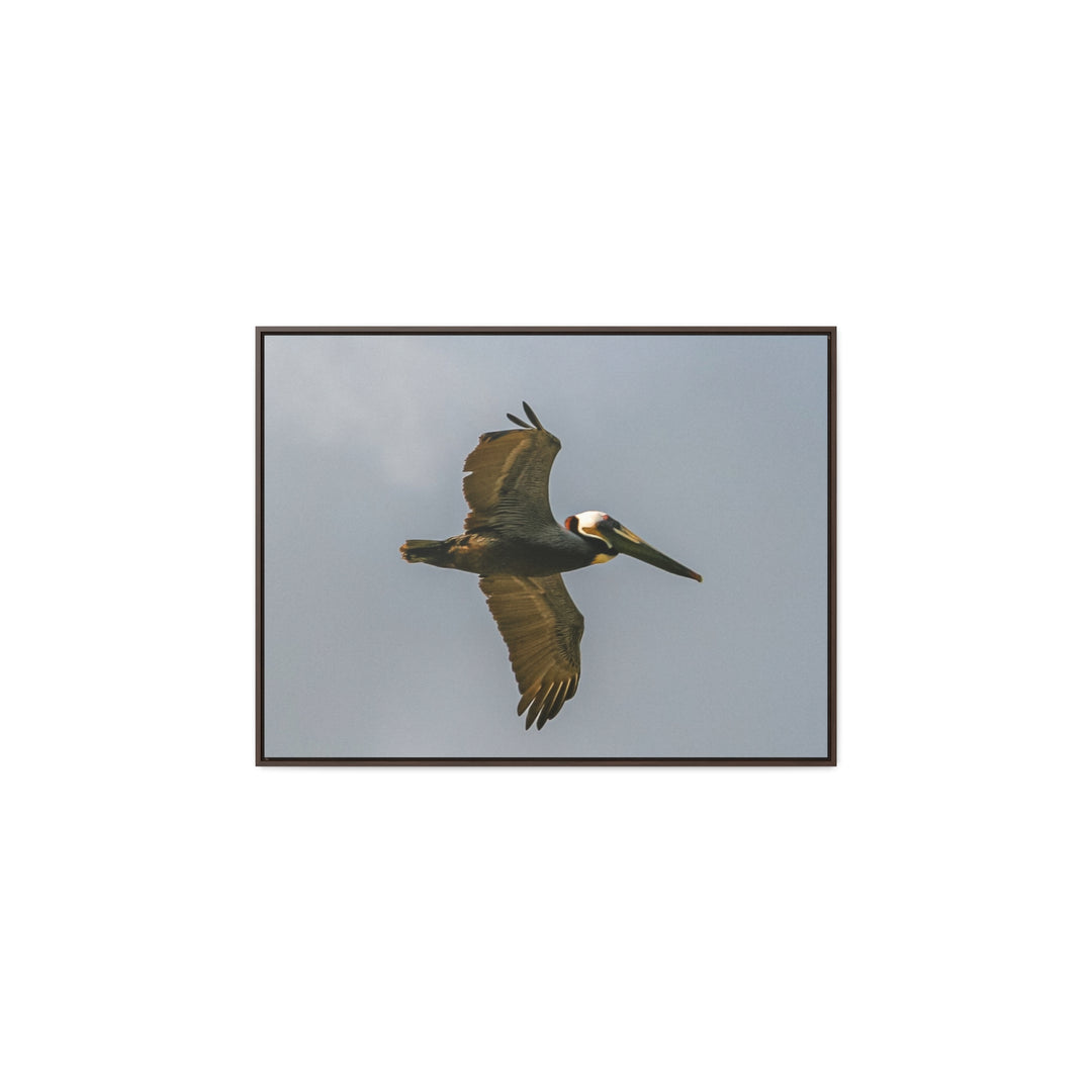 Pelican Flight - Gallery Canvas Wraps, Horizontal Frame