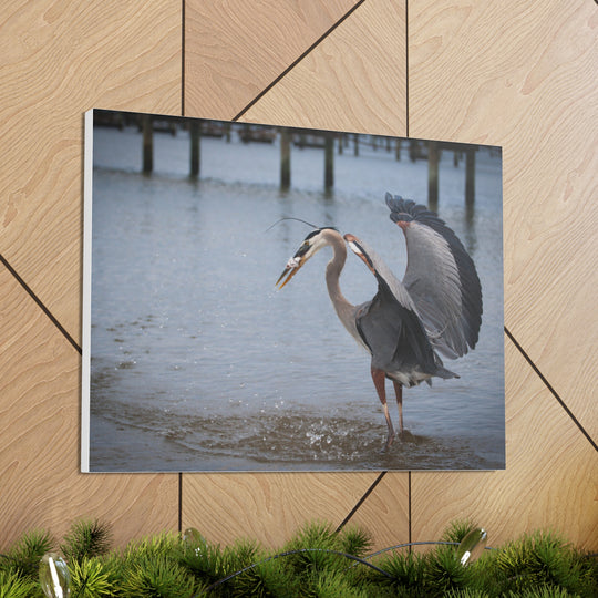 Great Blue Heron Canvas Gallery Wraps