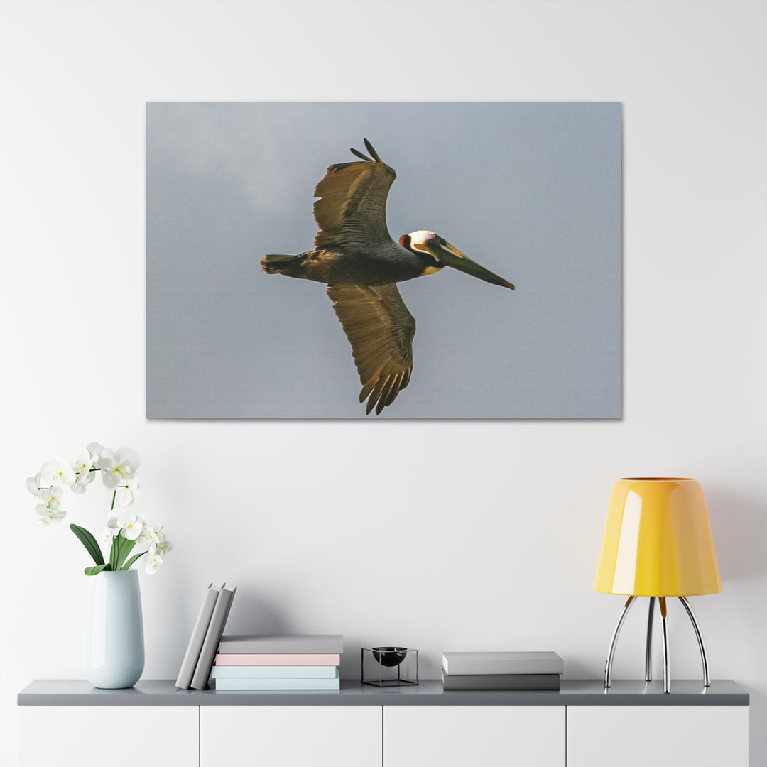 Pelican Canvas Gallery Wraps