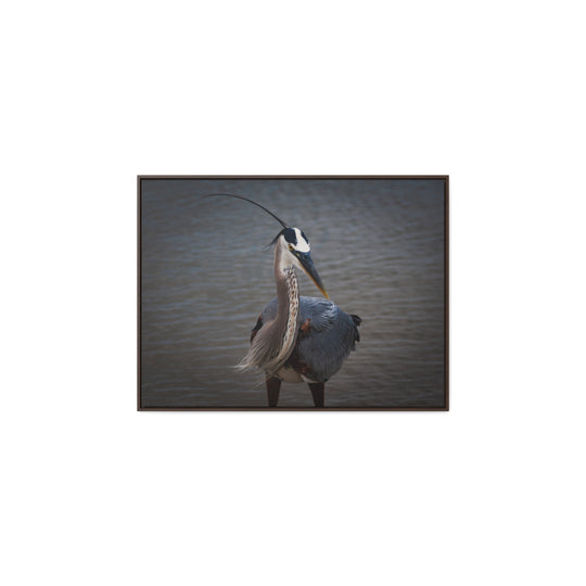 Great Blue Heron - Gallery Canvas Wraps, Horizontal Frame