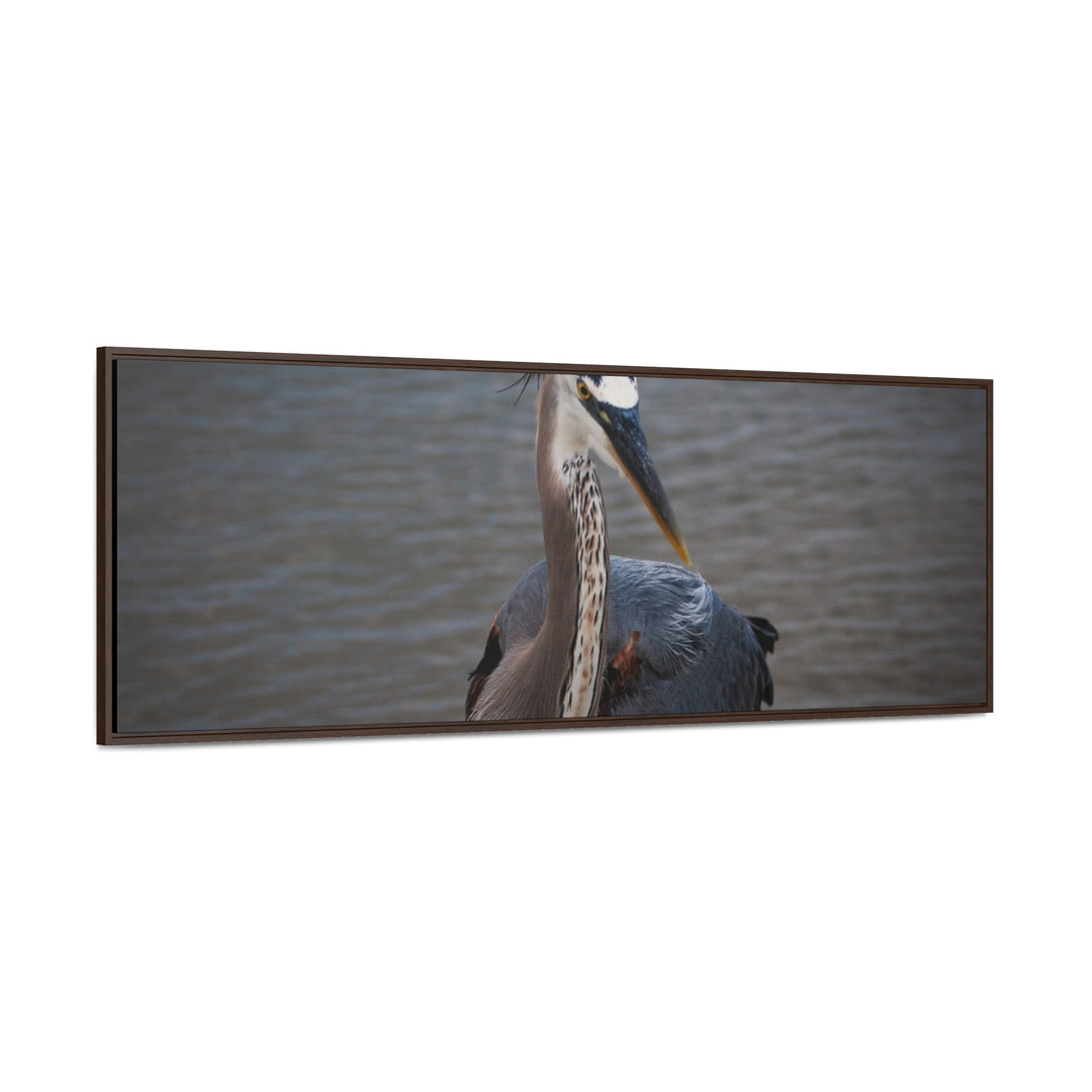 Great Blue Heron - Gallery Canvas Wraps, Horizontal Frame