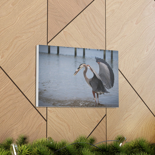 Great Blue Heron Canvas Gallery Wraps