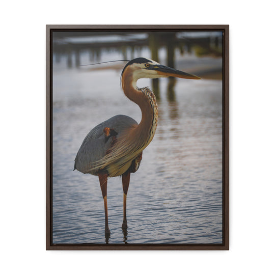 Great Blue Heron - Gallery Canvas Wraps, Vertical Frame