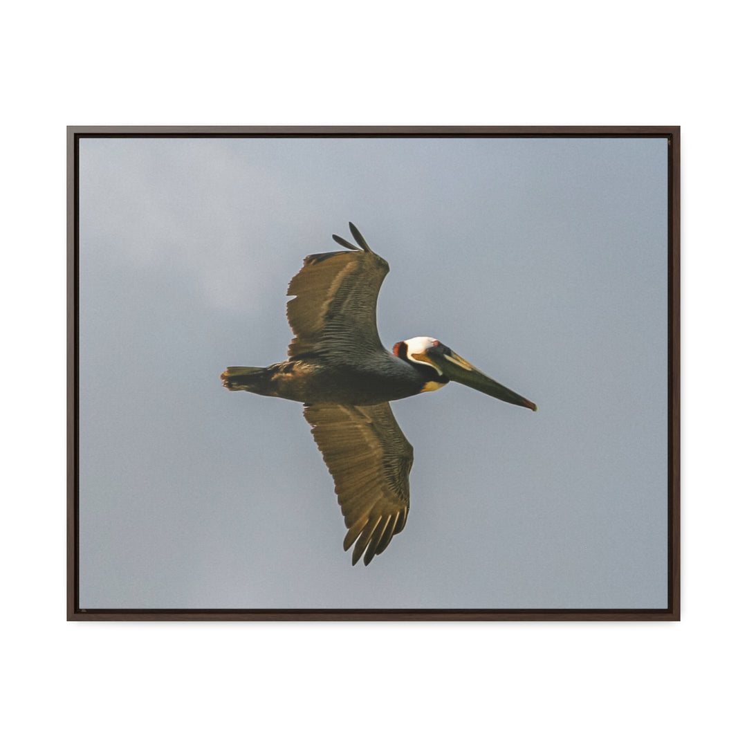 Pelican Flight - Gallery Canvas Wraps, Horizontal Frame