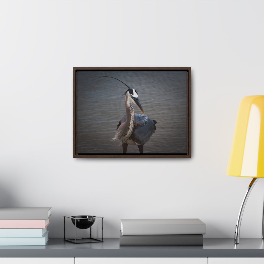 Great Blue Heron - Gallery Canvas Wraps, Horizontal Frame